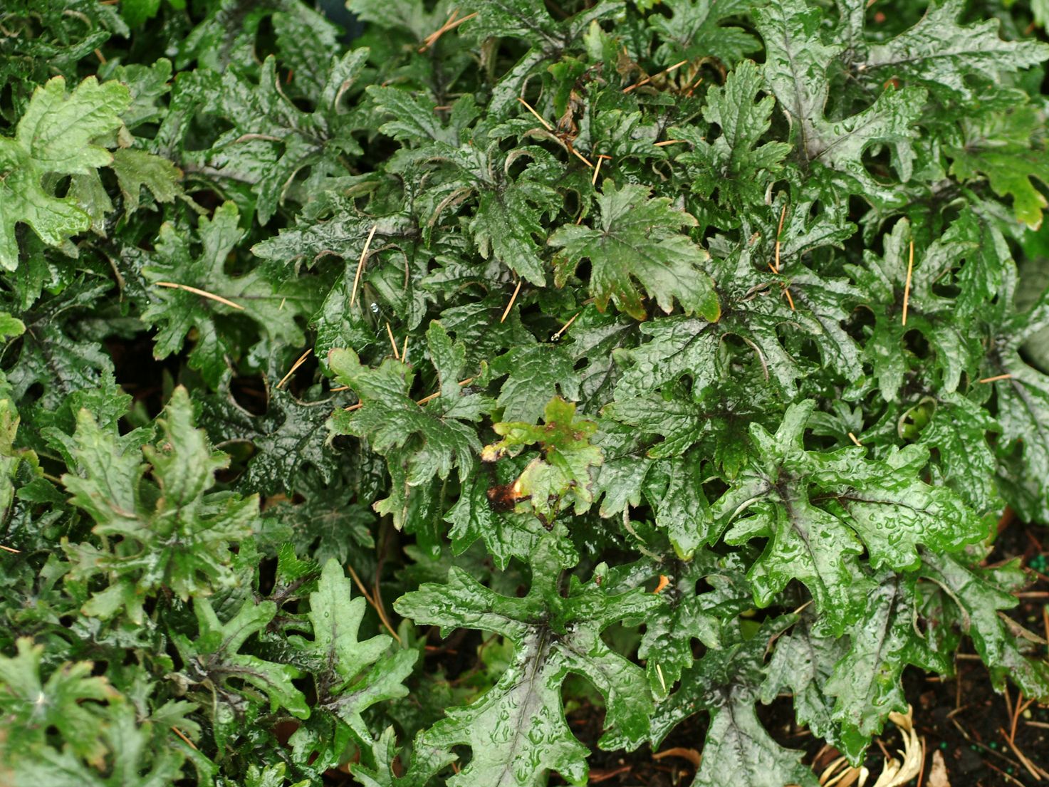 Schaumblüten (Tiarella)
