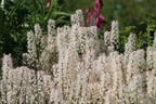 Zipfelblättrige Schaumblüte 'Spring Symphony' - Tiarella laciniata 'Spring Symphony'