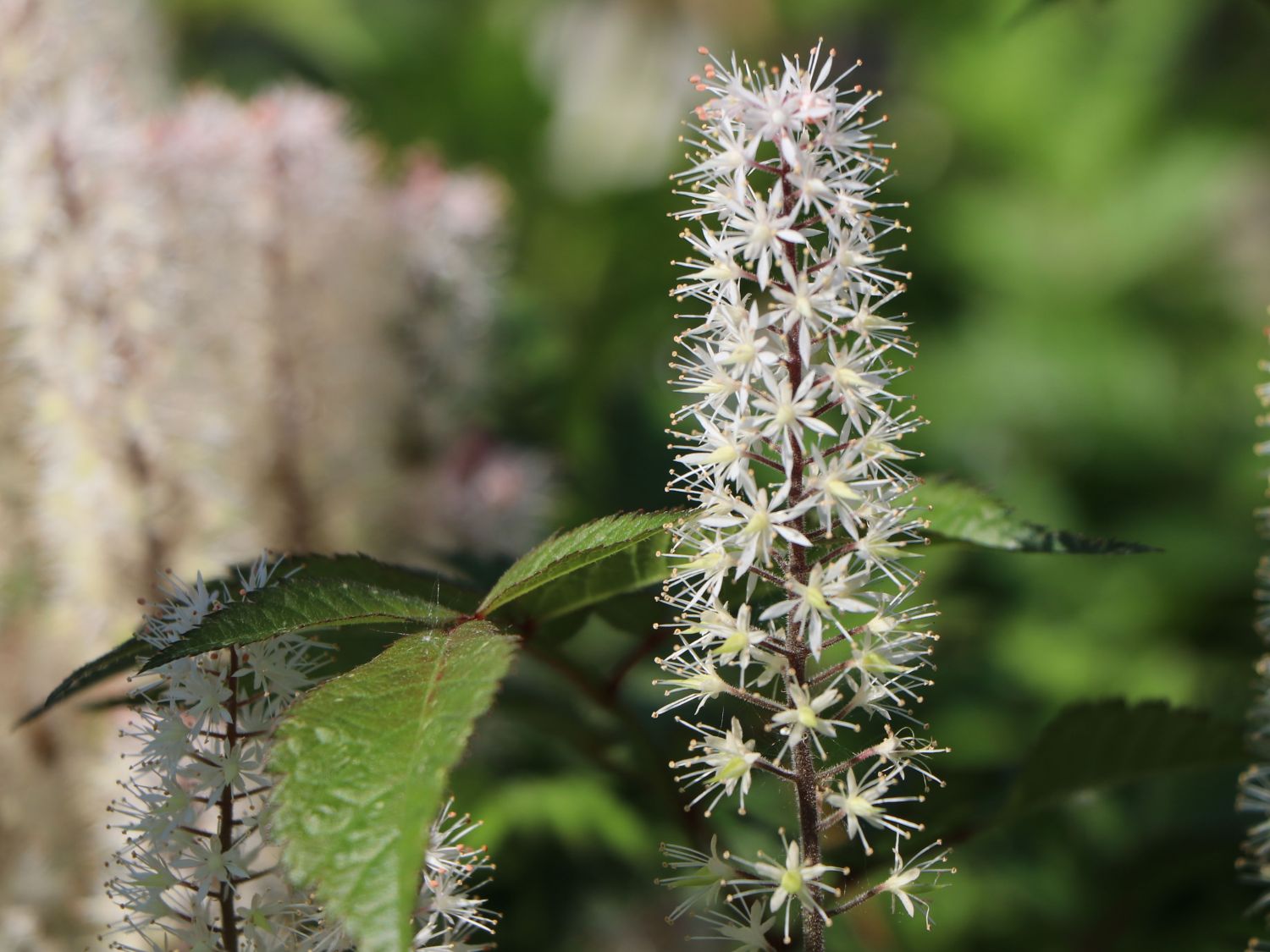 Zipfelblättrige Schaumblüte 'Spring Symphony' - Tiarella laciniata 'Spring Symphony'