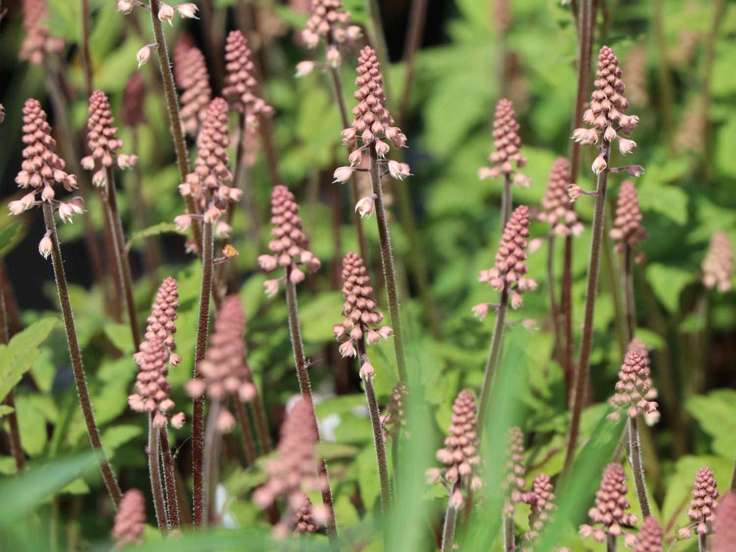 Zipfelblättrige Schaumblüte 'Spring Symphony' - Tiarella laciniata 'Spring Symphony'