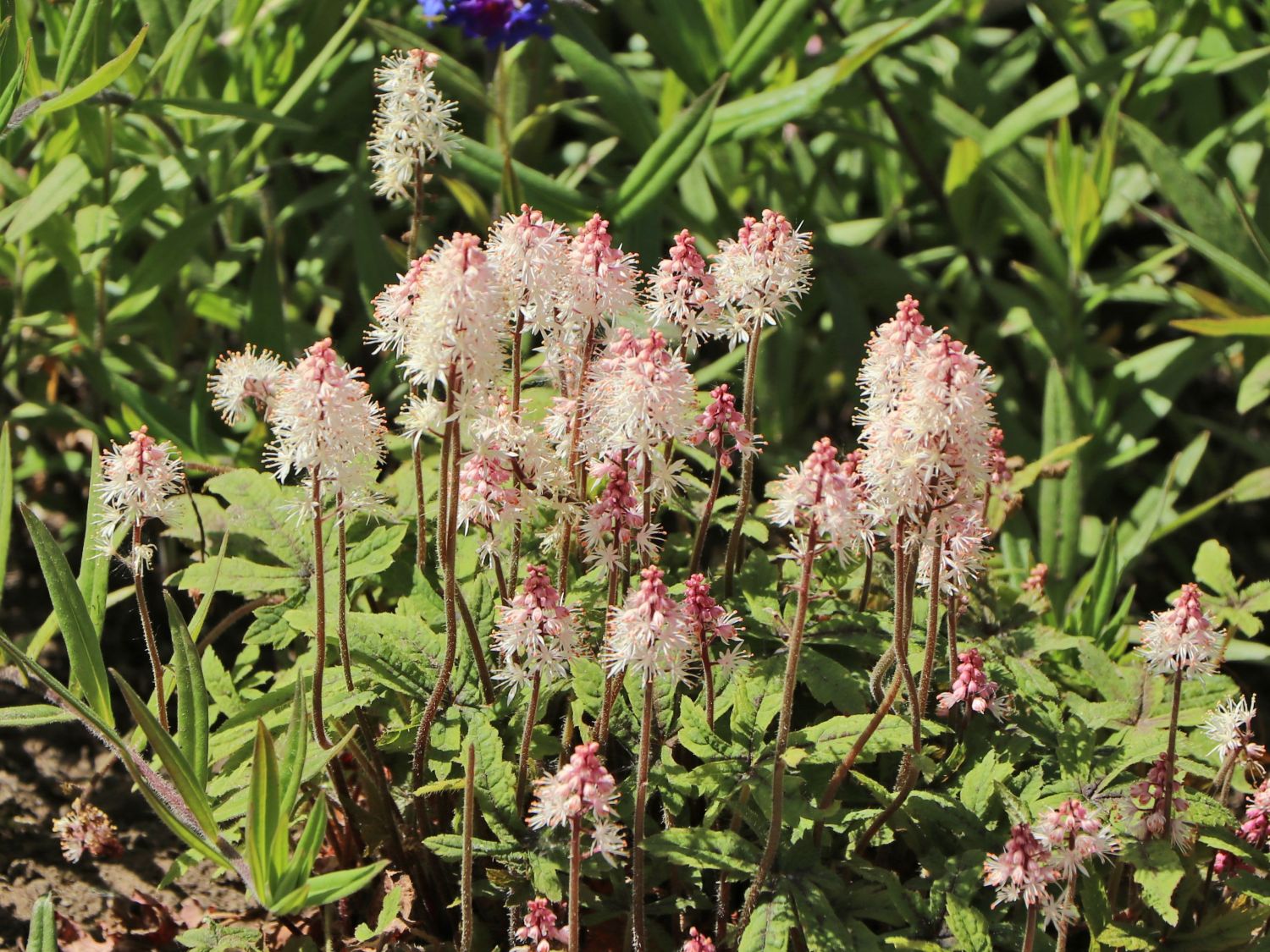 Zipfelblättrige Schaumblüte 'Spring Symphony' - Tiarella laciniata 'Spring Symphony'