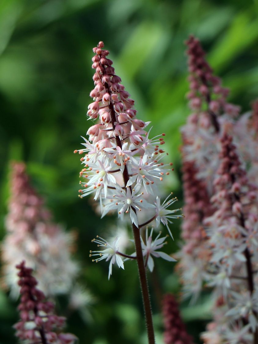 Zipfelblättrige Schaumblüte 'Spring Symphony' - Tiarella laciniata 'Spring Symphony'
