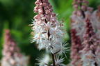 Zipfelblättrige Schaumblüte 'Spring Symphony' - Tiarella laciniata 'Spring Symphony'