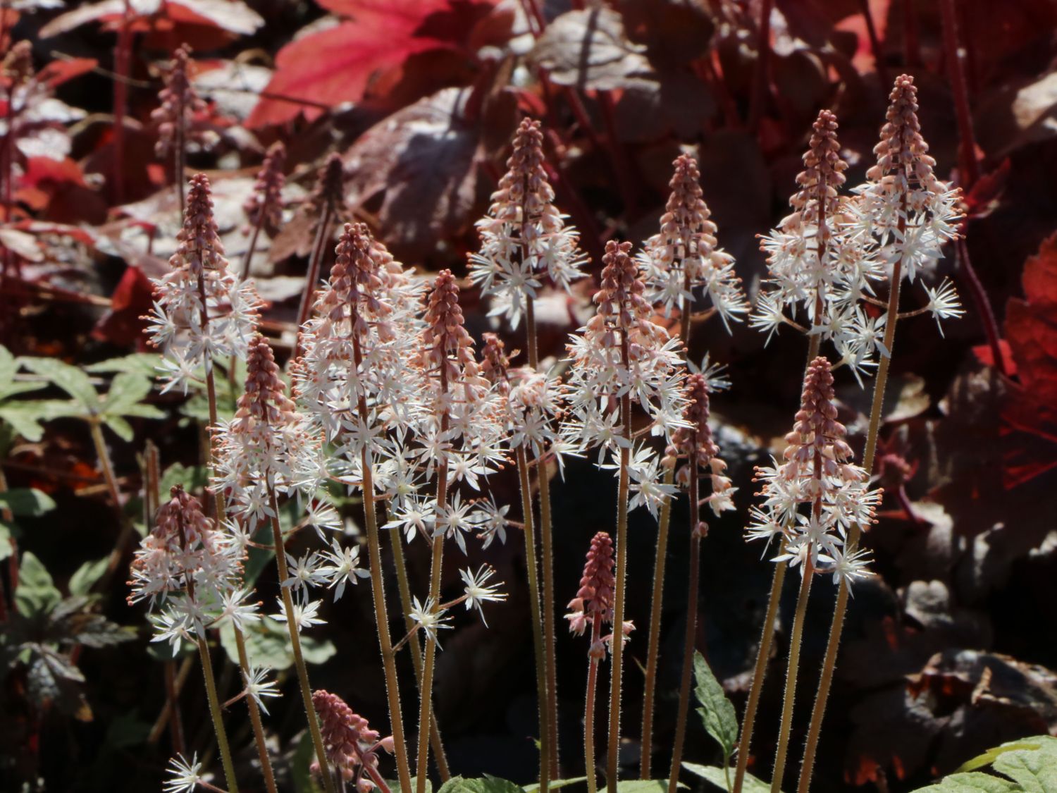 Zipfelblättrige Schaumblüte 'Spring Symphony' - Tiarella laciniata 'Spring Symphony'