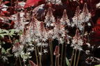 Zipfelblättrige Schaumblüte 'Spring Symphony' - Tiarella laciniata 'Spring Symphony'