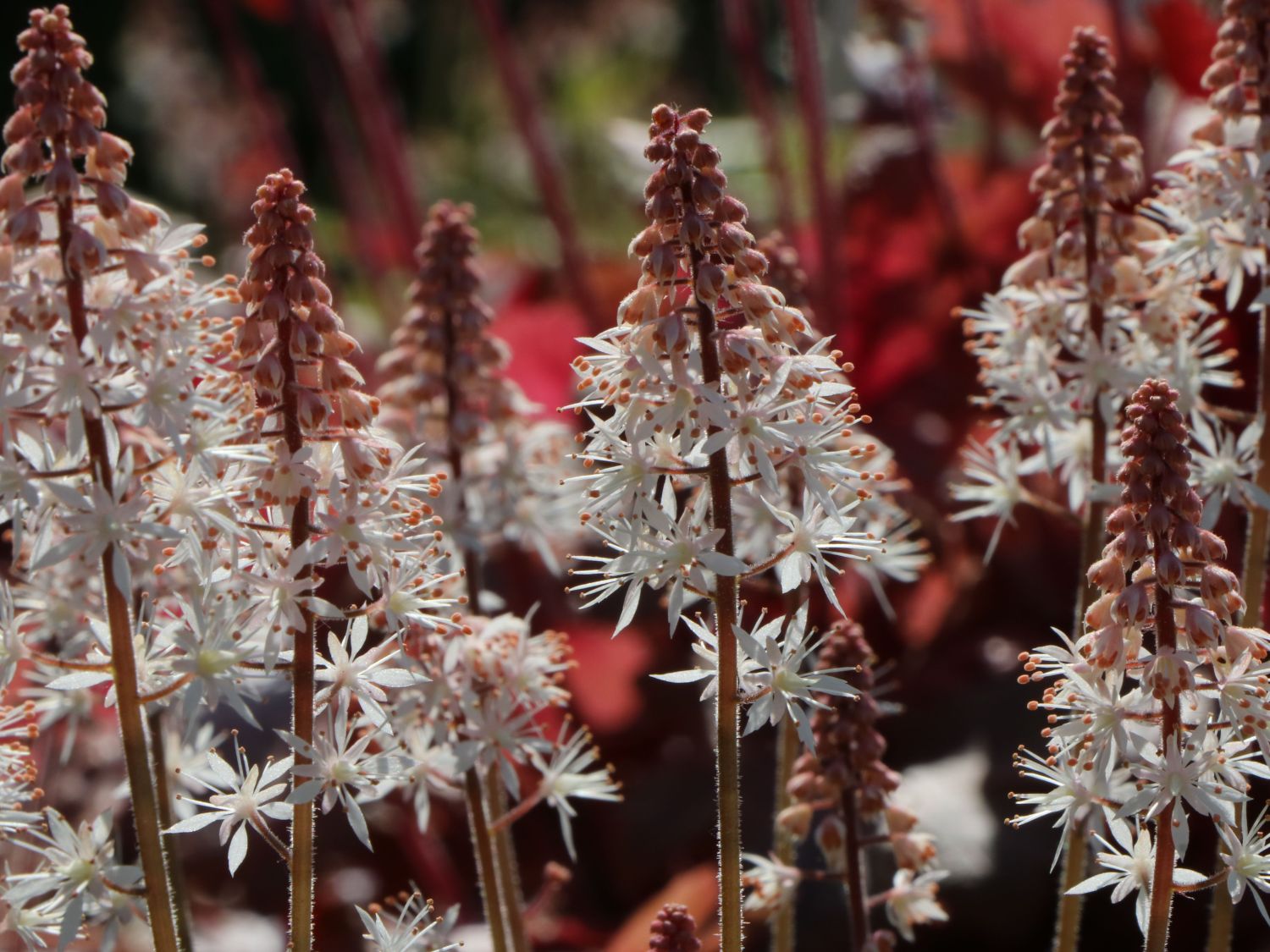 Zipfelblättrige Schaumblüte 'Spring Symphony' - Tiarella laciniata 'Spring Symphony'