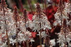 Zipfelblättrige Schaumblüte 'Spring Symphony' - Tiarella laciniata 'Spring Symphony'