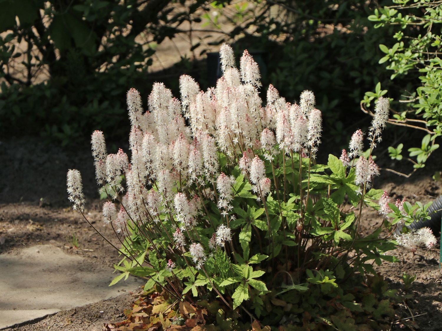 Zipfelblättrige Schaumblüte 'Spring Symphony' - Tiarella laciniata 'Spring Symphony'