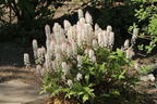 Zipfelblättrige Schaumblüte 'Spring Symphony' - Tiarella laciniata 'Spring Symphony'