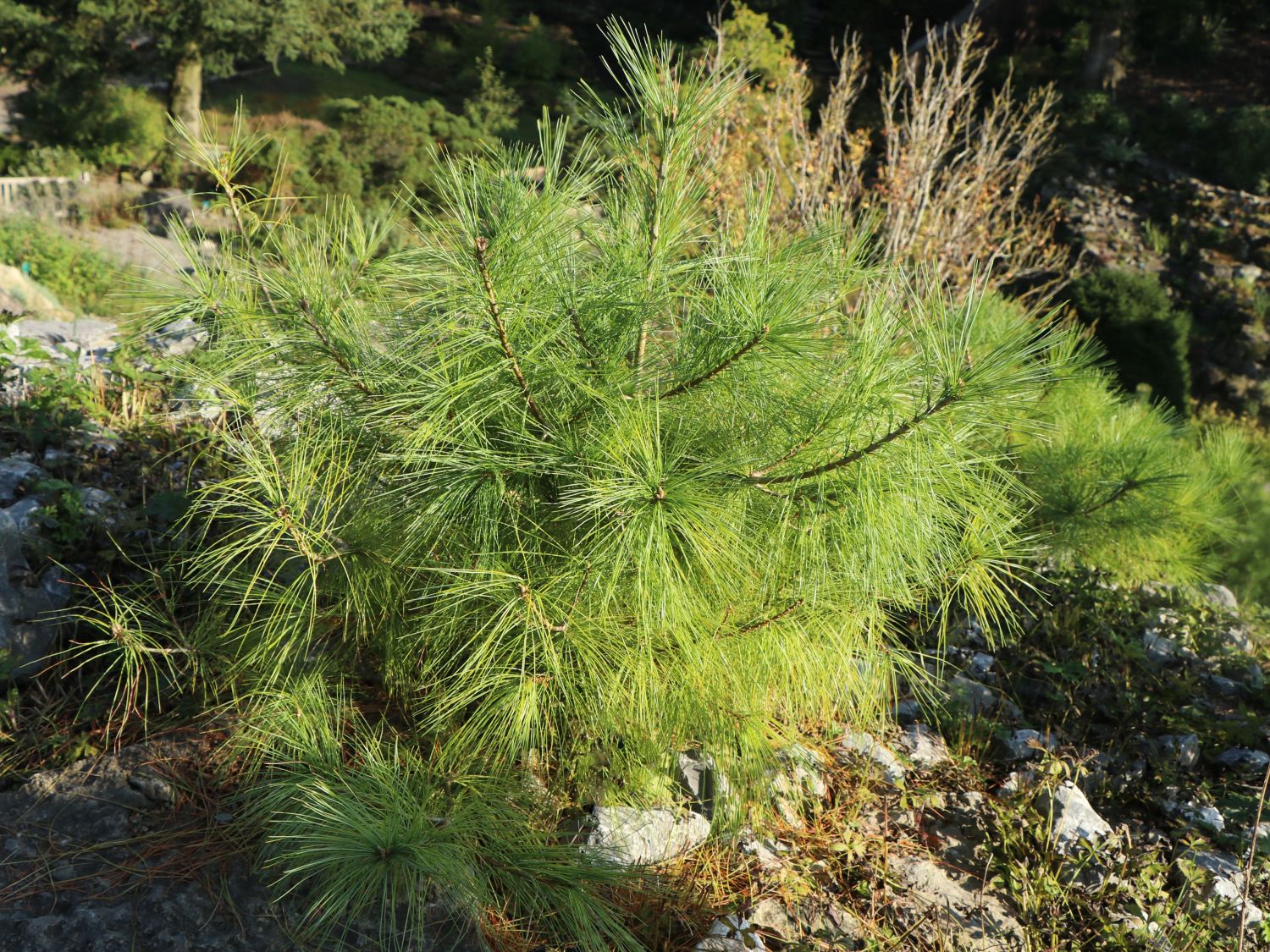 Zirbelkiefer / Arve - Pinus cembra