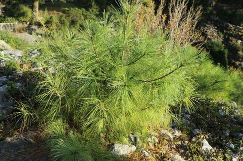 Zirbelkiefer / Arve - Pinus cembra