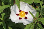 Zistrose 'Alan Fradd' - Cistus purpureus 'Alan Fradd'