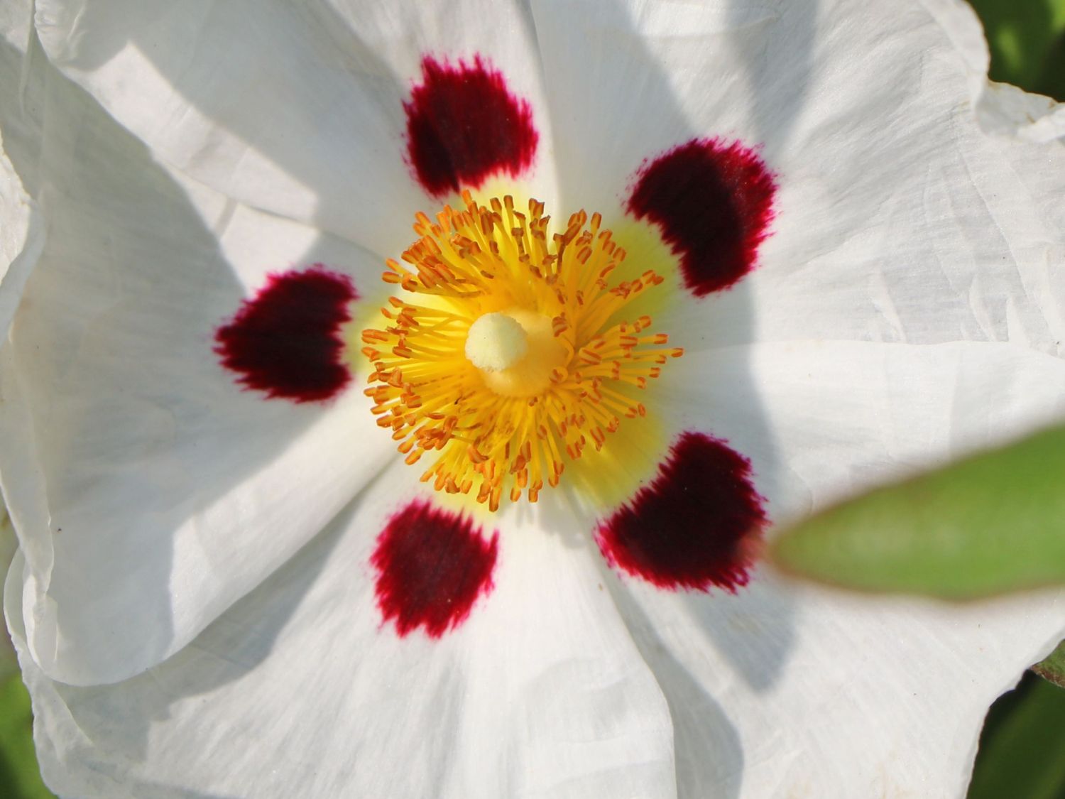 Zistrose 'Alan Fradd' - Cistus purpureus 'Alan Fradd'