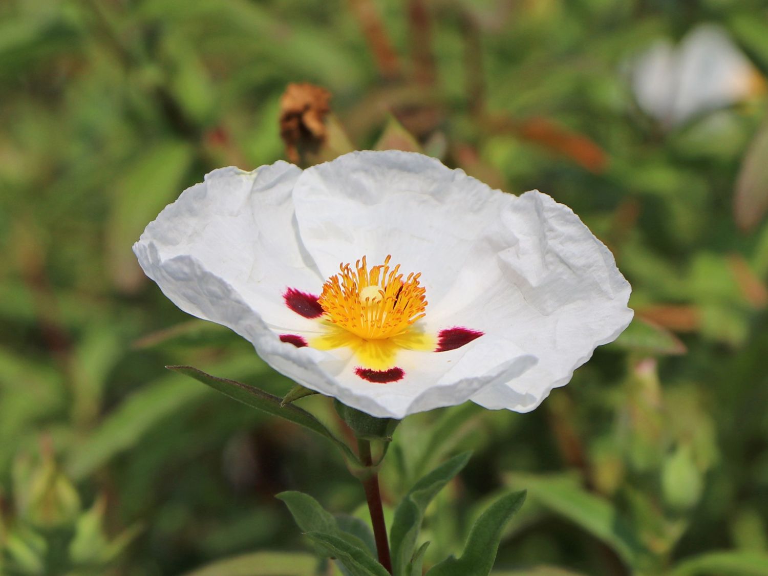 Zistrose 'Alan Fradd' - Cistus purpureus 'Alan Fradd'