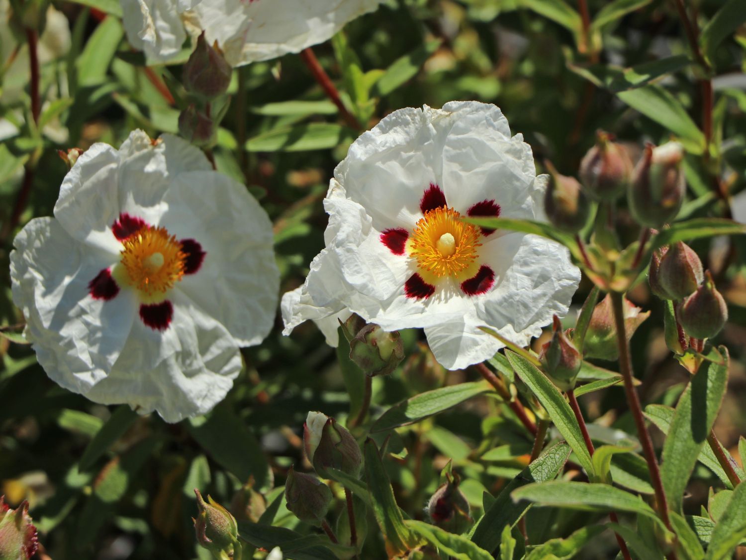 Zistrose 'Alan Fradd' - Cistus purpureus 'Alan Fradd'