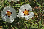 Zistrose 'Alan Fradd' - Cistus purpureus 'Alan Fradd'