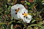 Zistrose 'Alan Fradd' - Cistus purpureus 'Alan Fradd'