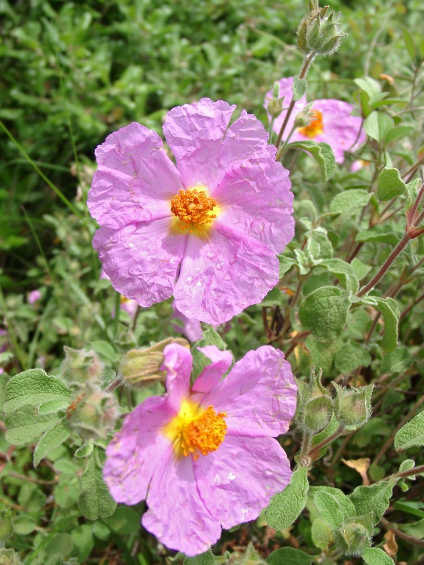 Kretische Zistrose - Cistus creticus