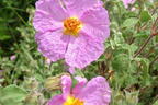 Kretische Zistrose - Cistus creticus