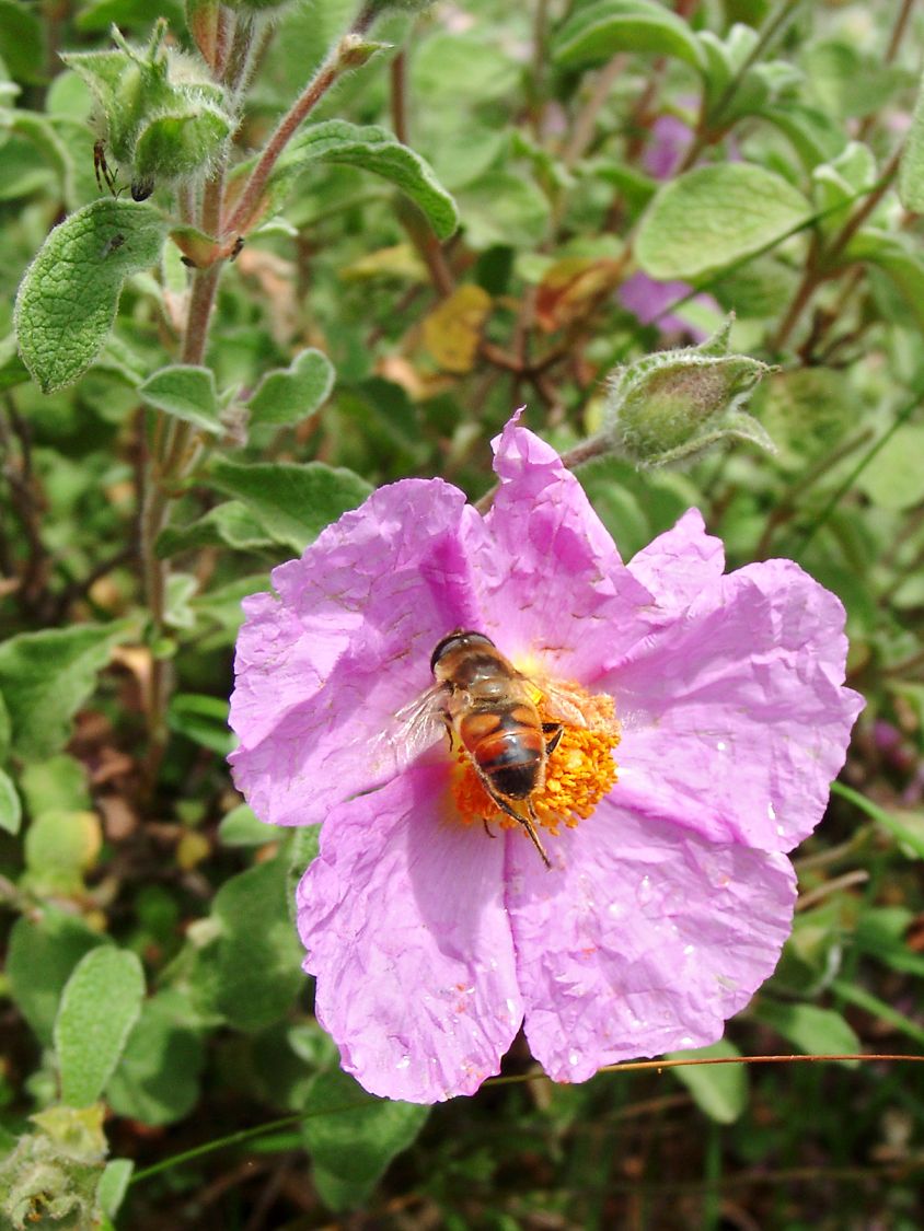 Kretische Zistrose - Cistus creticus
