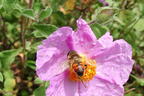 Kretische Zistrose - Cistus creticus
