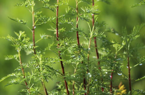 Zitronen-Eberraute 'Citrina' - Artemisia abrotanum 'Citrina'