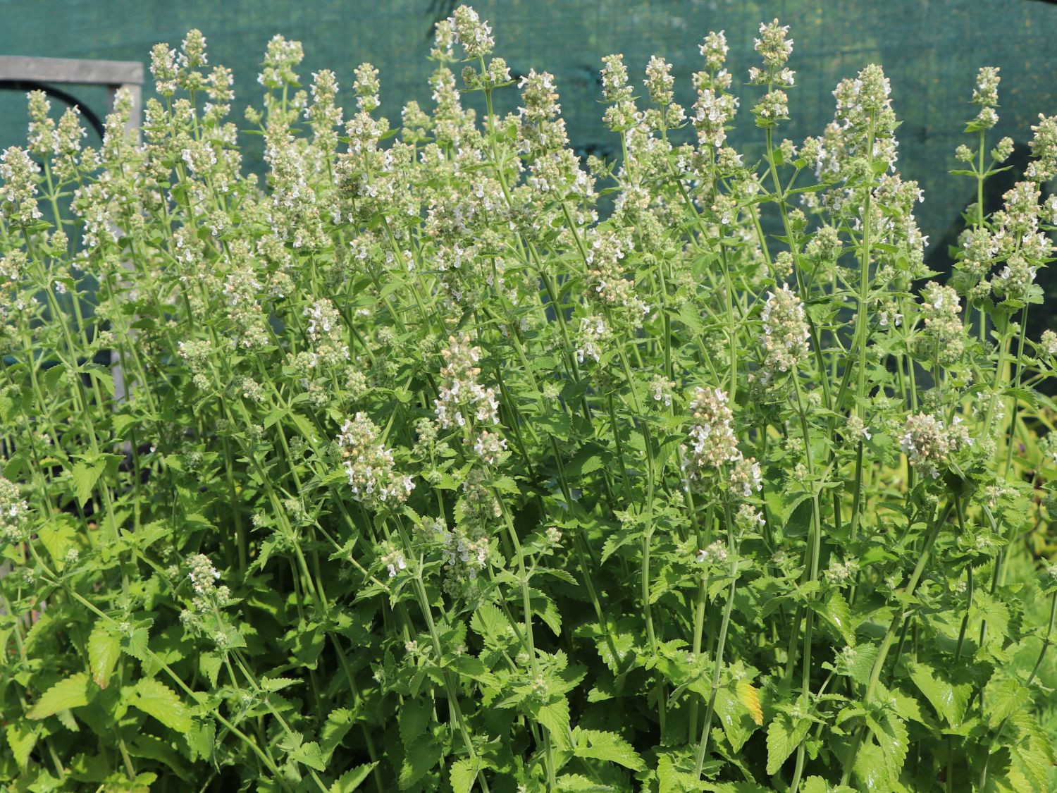 Zitronen-Katzenminze / Weiße Melisse 'Citriodora'