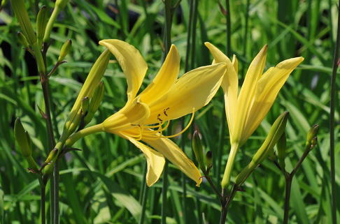 Zitronengelbe Taglilie - Hemerocallis citrina