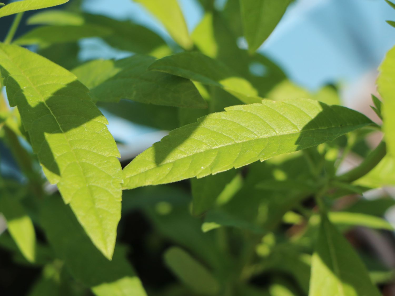 Zitronenstrauch 'Limoncello' - Aloysia citriodora 'Limoncello'