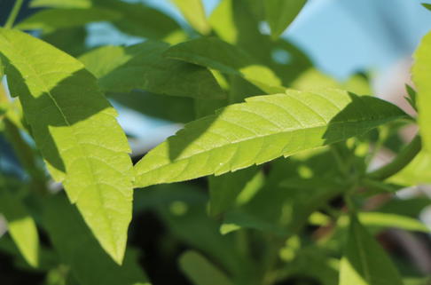 Zitronenstrauch 'Limoncello' - Aloysia citriodora 'Limoncello'