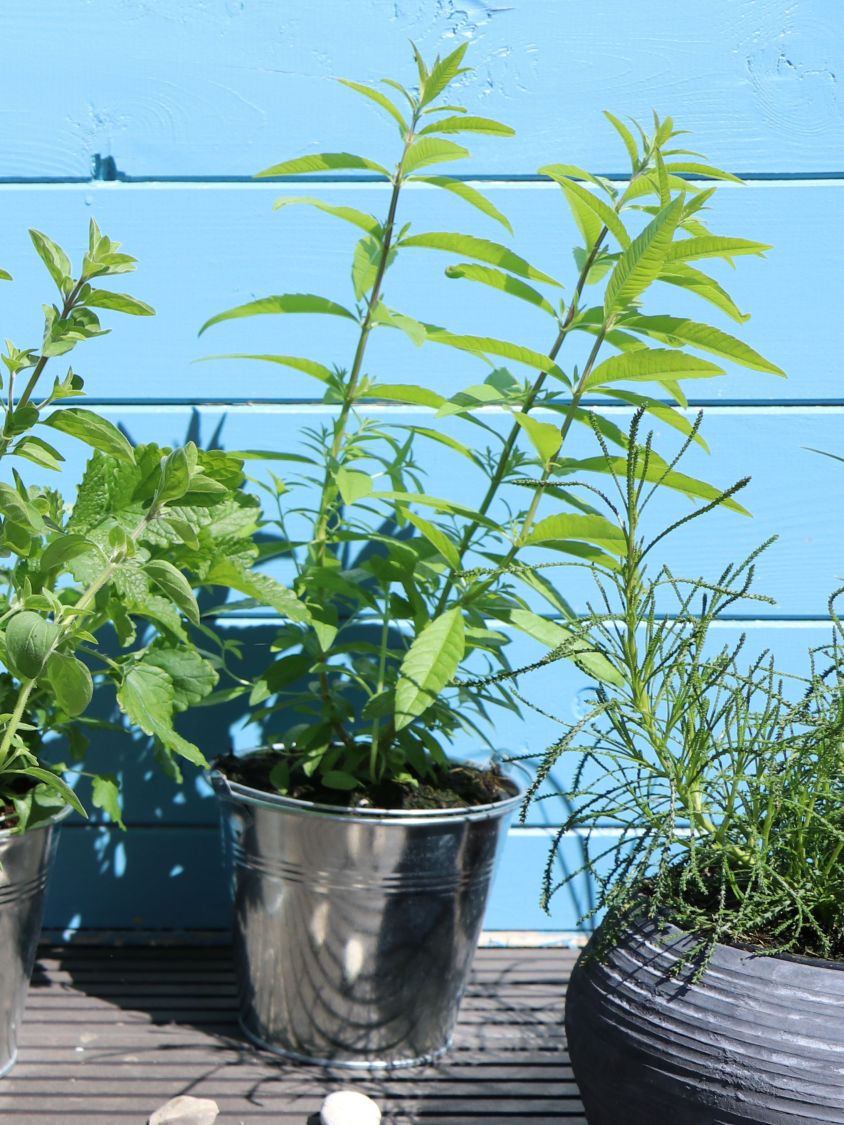 Zitronenstrauch 'Limoncello' - Aloysia citriodora 'Limoncello'