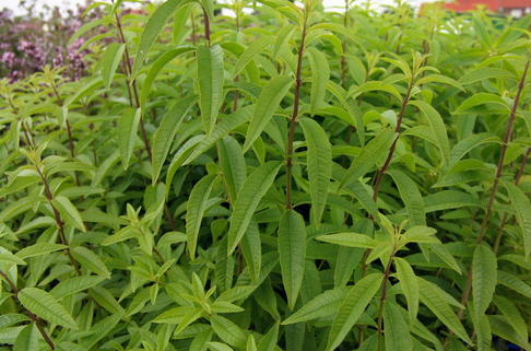 Zitronenverbene - Aloysia citriodora