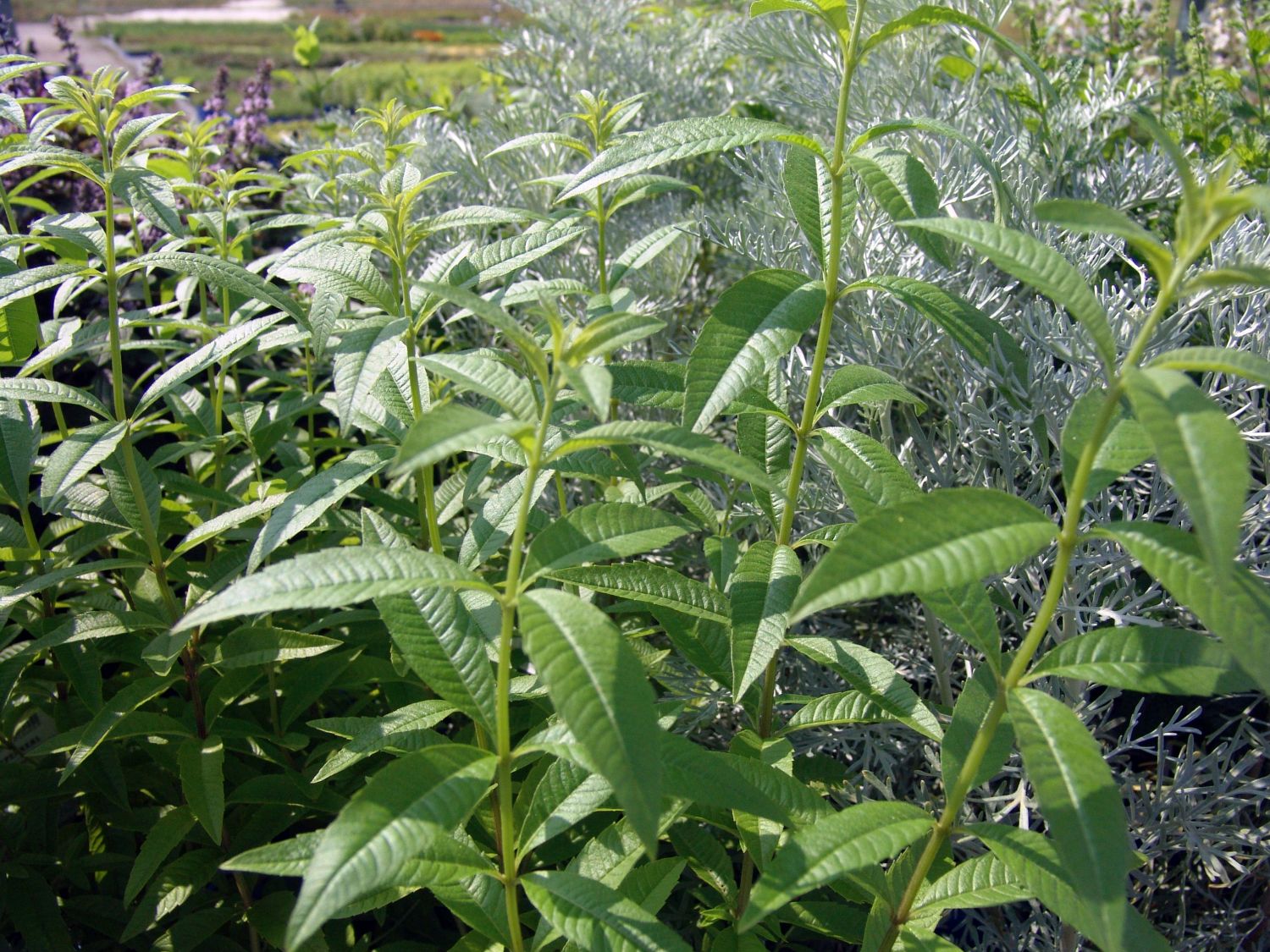 Eisenkrautgewächse (Verbenaceae)