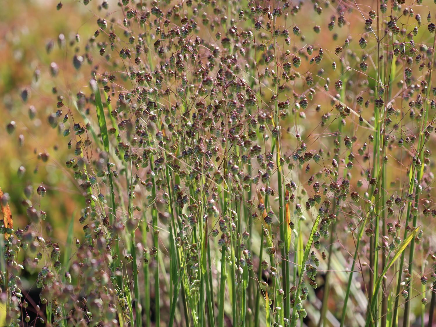 Zittergras 'Limouzi' - Briza media 'Limouzi'