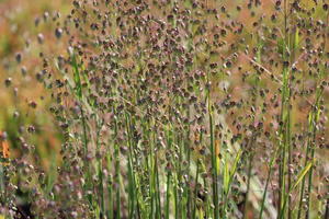 Zittergras 'Limouzi'