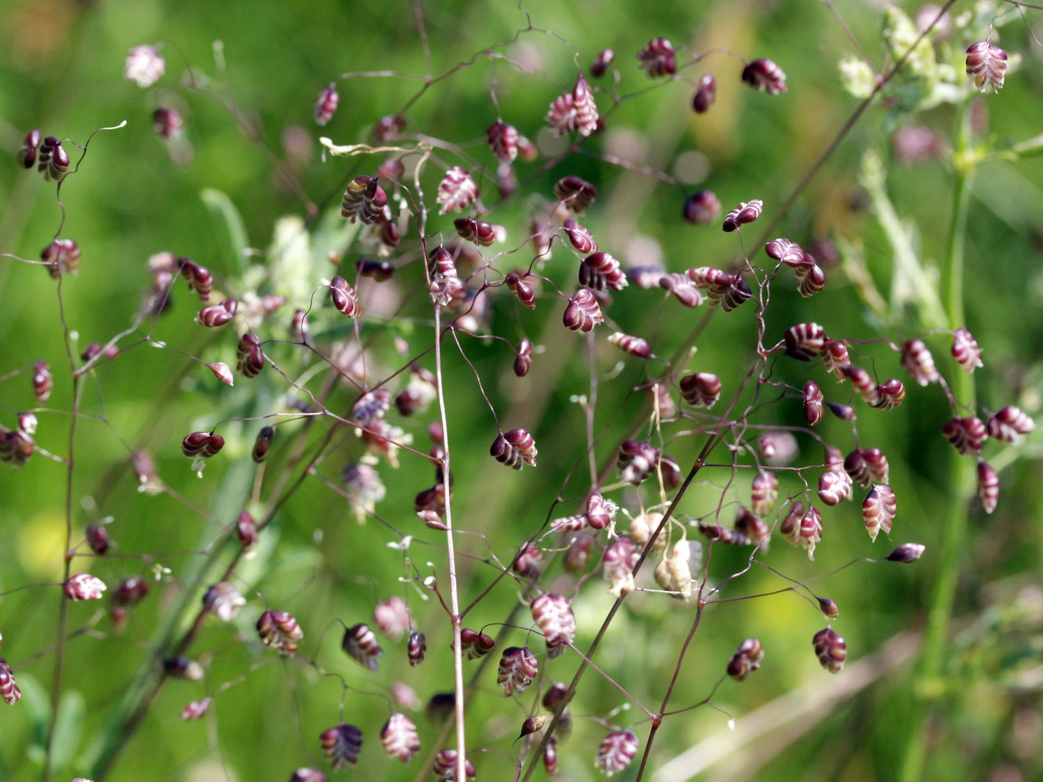 Zittergräser (Briza)