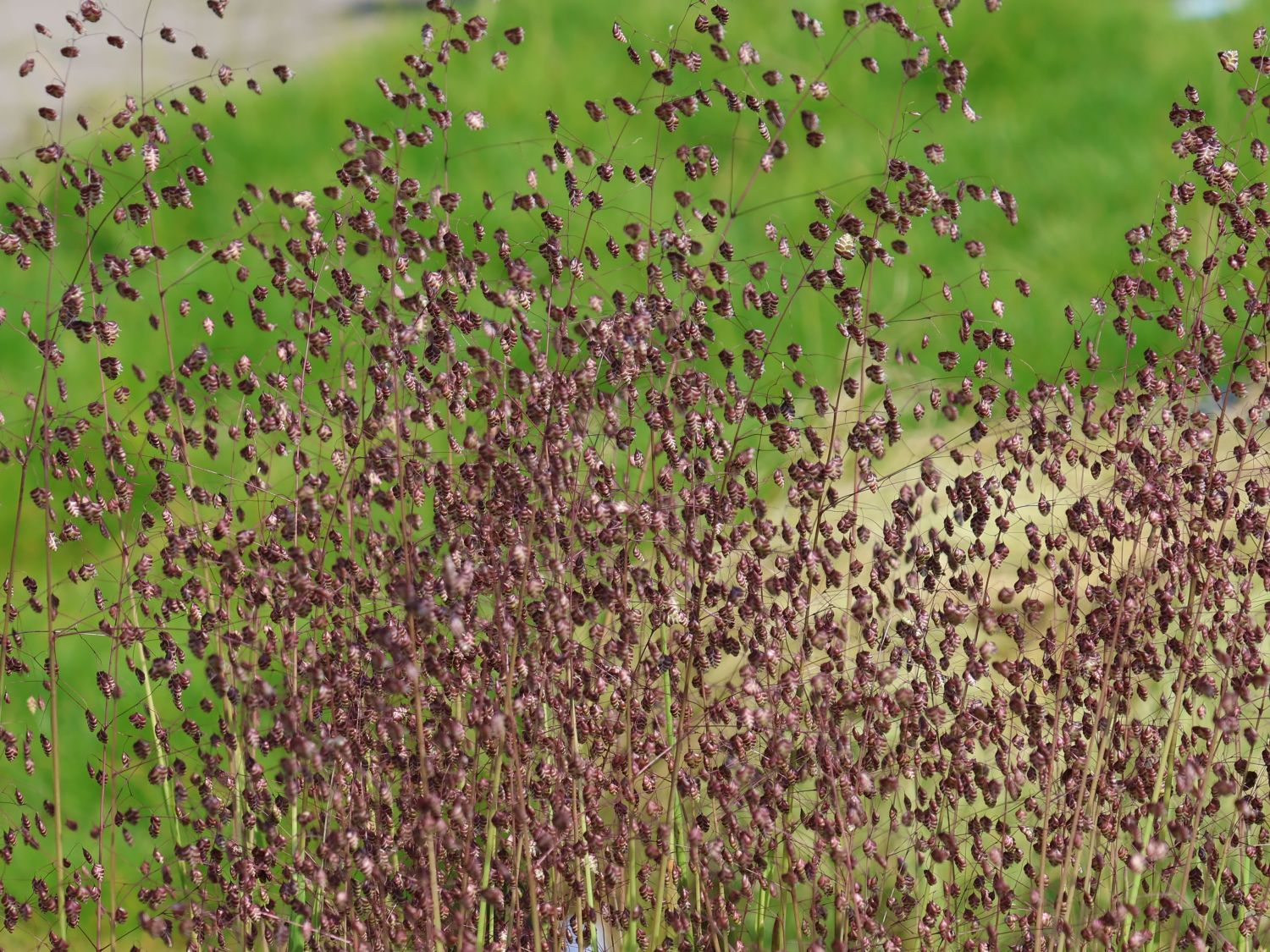 Zittergras 'Tinkerbell'