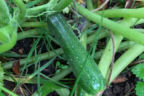 Zucchini 'Zodiac' - Cucurbita pepo subsp. pepo 'Zodiac'