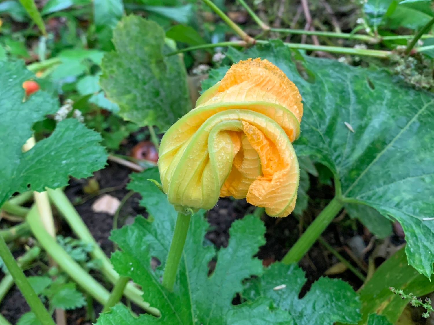 Zucchini 'Zodiac' - Cucurbita pepo subsp. pepo 'Zodiac'