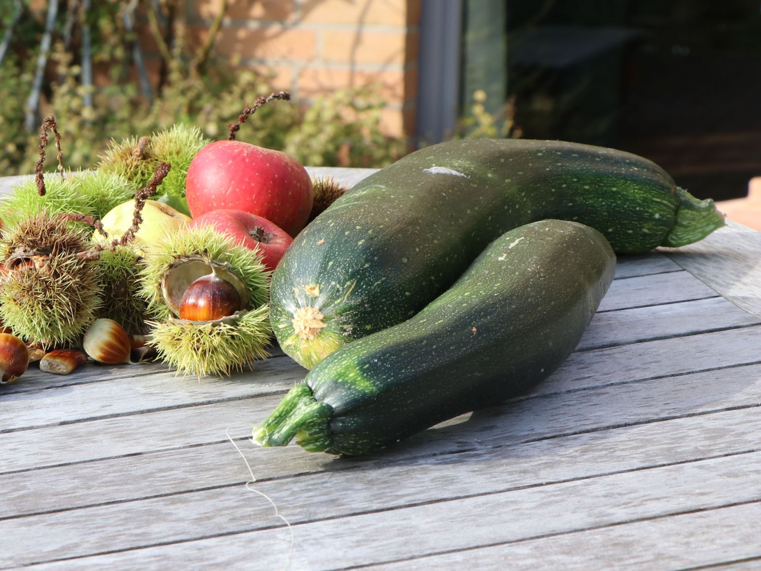 Zucchini 'Zodiac' - Cucurbita pepo subsp. pepo 'Zodiac'