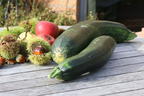 Zucchini 'Zodiac' - Cucurbita pepo subsp. pepo 'Zodiac'