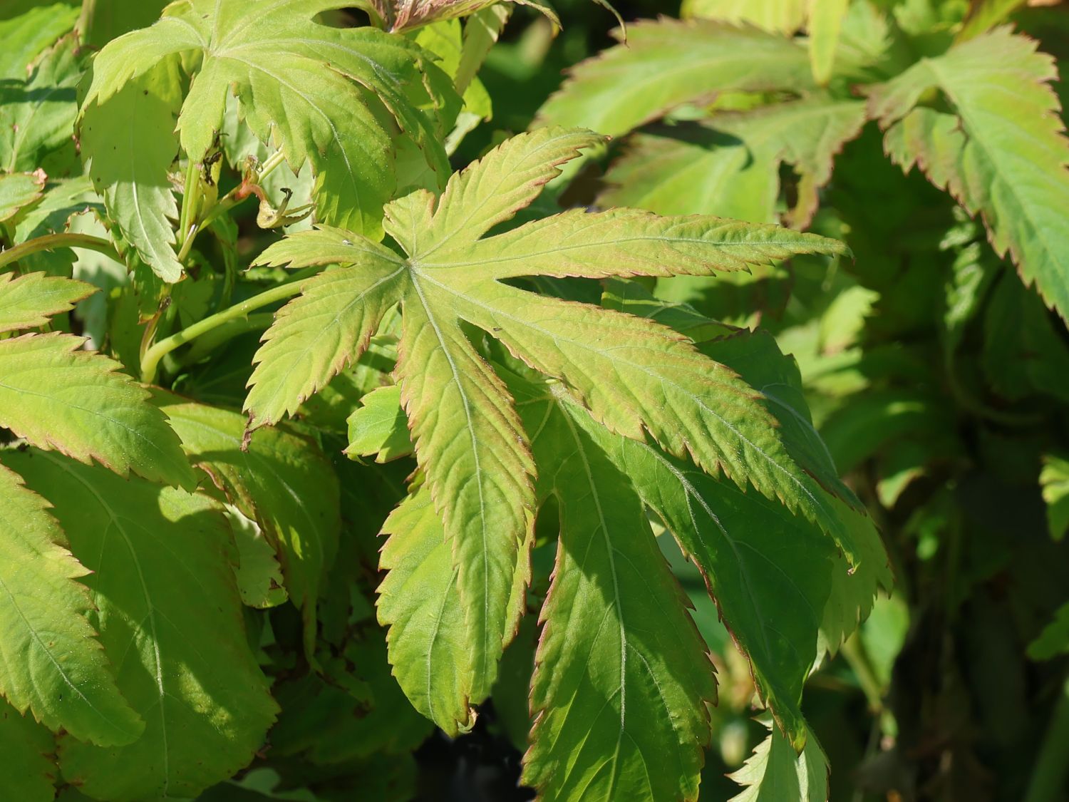 Zuckerblatt Brombeere Sugarleaf ® 'Innocent'