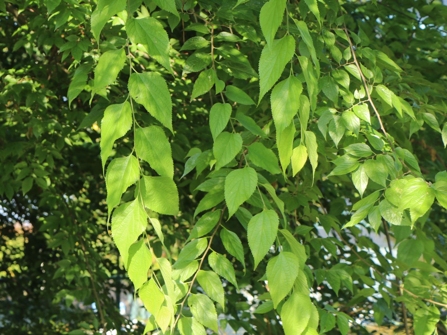 Zürgelbäume (Celtis)