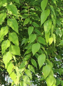 Zürgelbäume (Celtis)