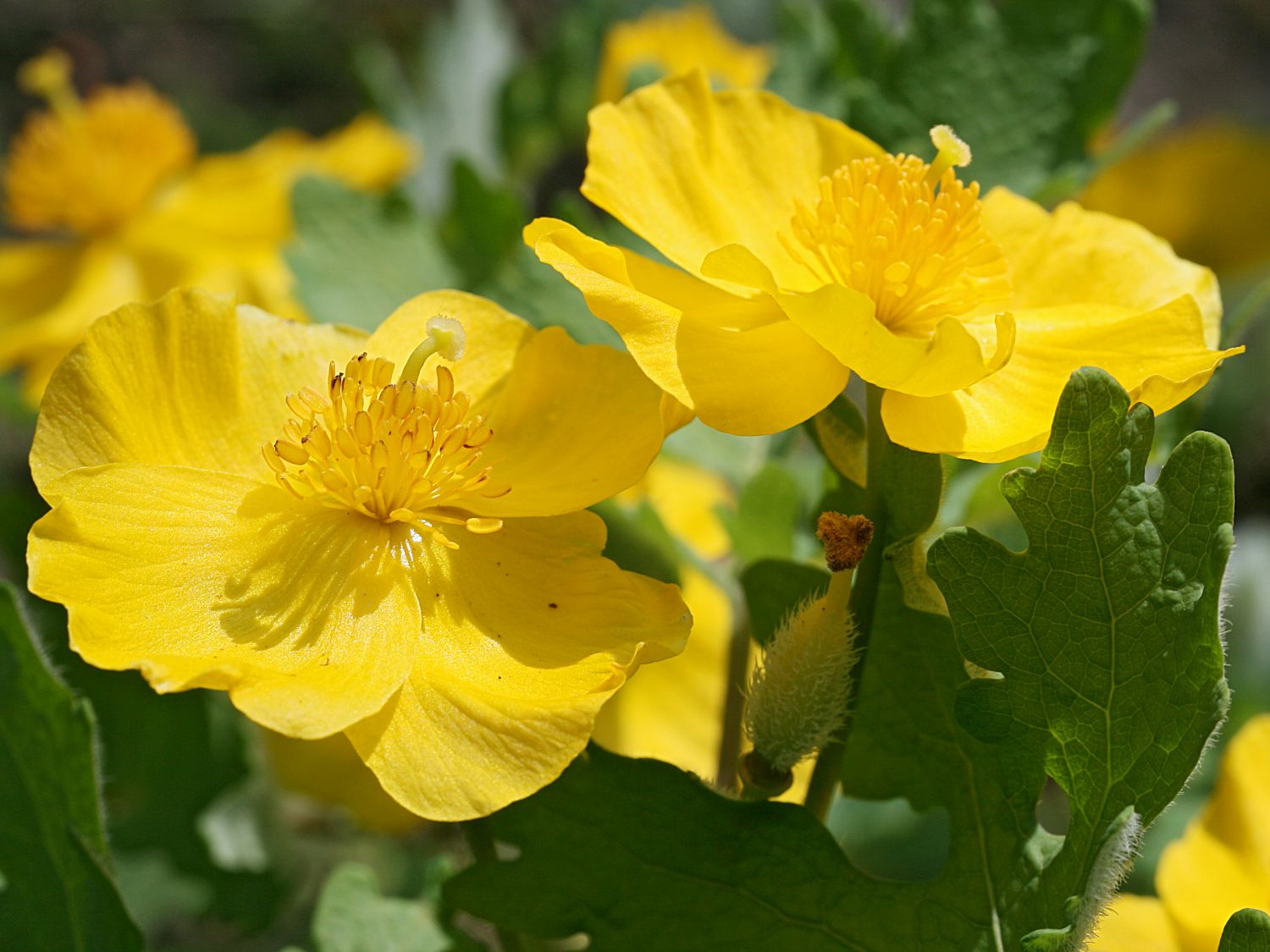 Stylophorum (Stylophorum)