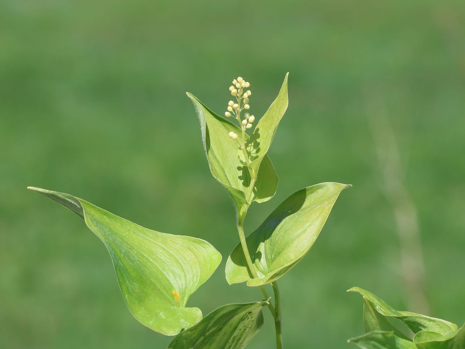 Zweiblättriges Schattenblümchen - Maianthemum bifolium