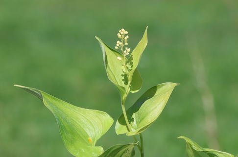 Zweiblättriges Schattenblümchen - Maianthemum bifolium