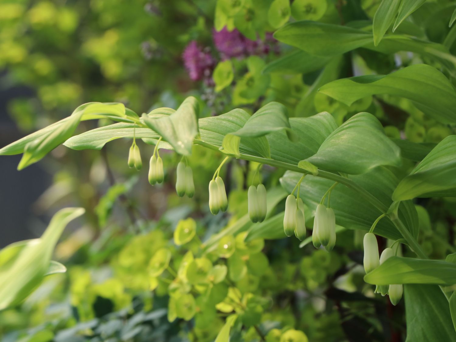 Zweiblütiges Salomonssiegel - Polygonatum biflorum