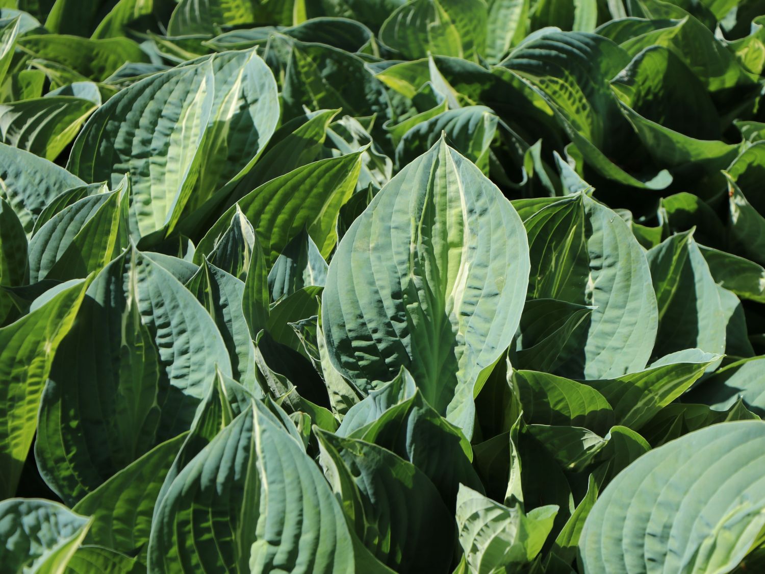 Zweifarbige Funkie 'Striptease'