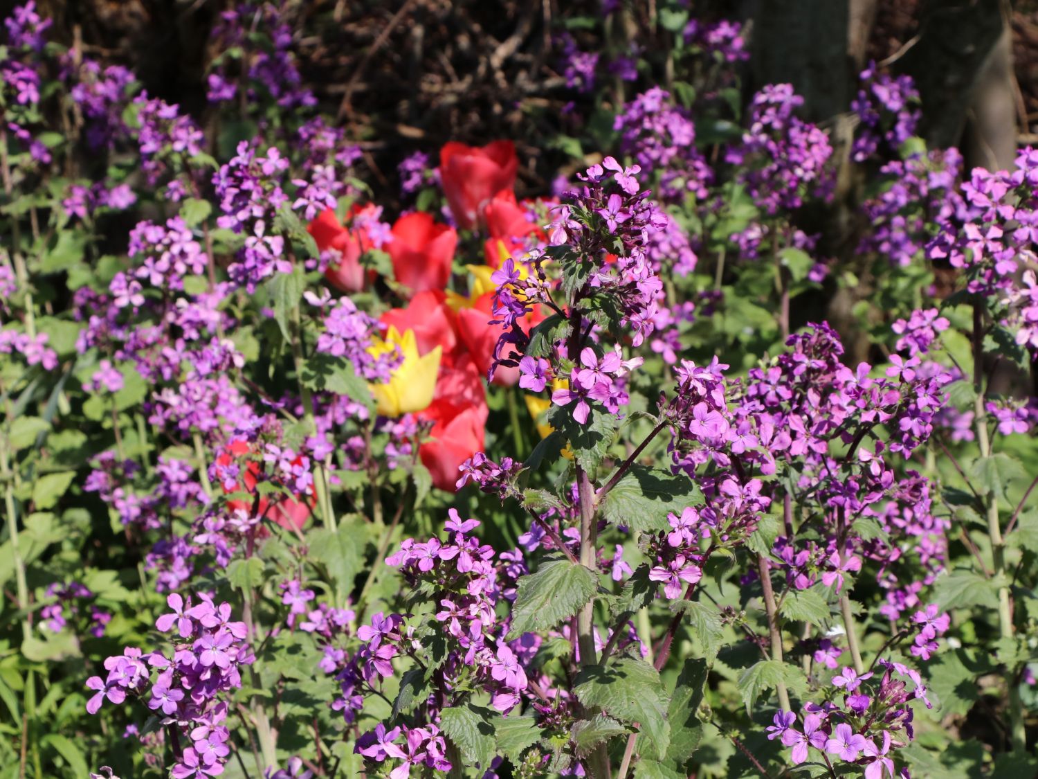 Zweijähriger-Silberling - Lunaria annua